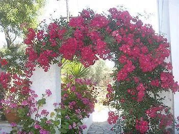 Camelia 3*